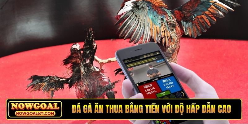 Đá gà ăn thua bằng tiền với độ hấp dẫn cao
